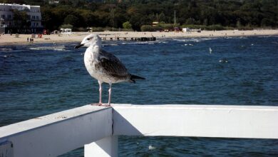 Photo of Polskie morze – sposób na udane wakacje